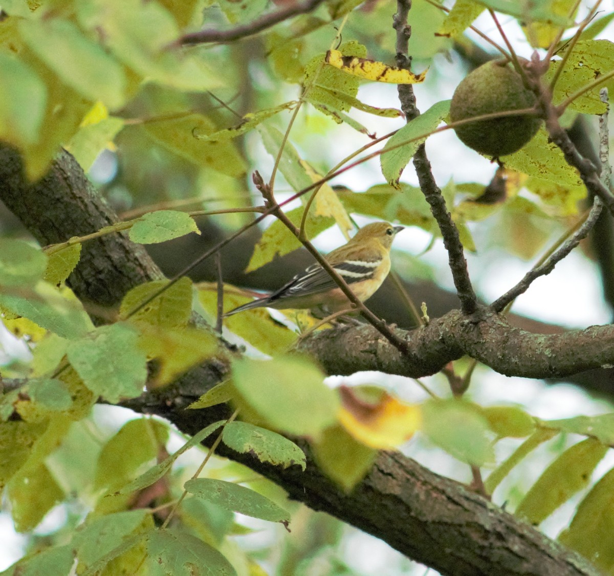 Bay-breasted Warbler - Ted Keen