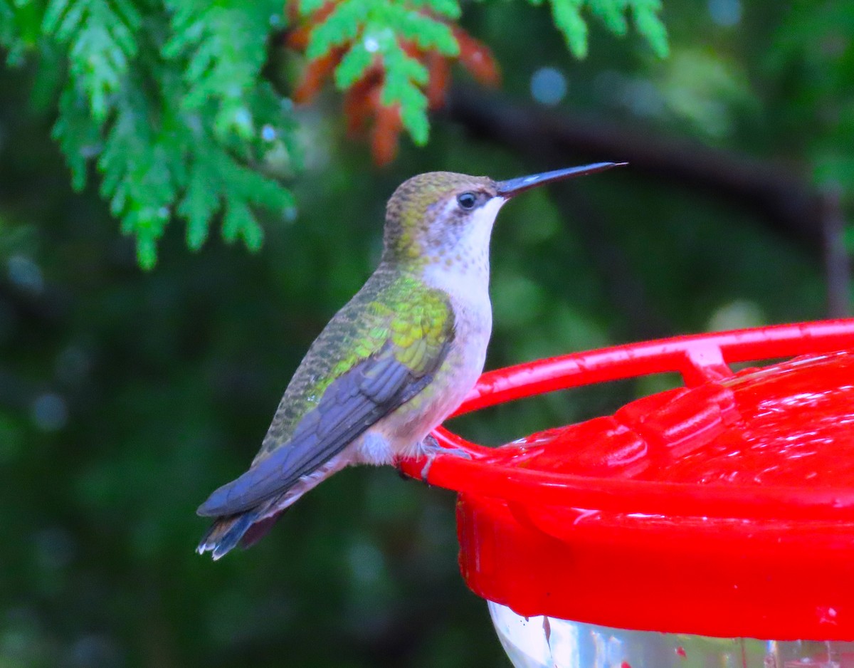 Ruby-throated Hummingbird - ML608772963