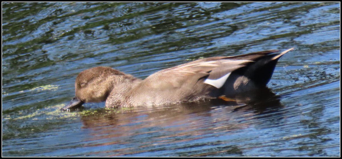 Gadwall - ML608773083