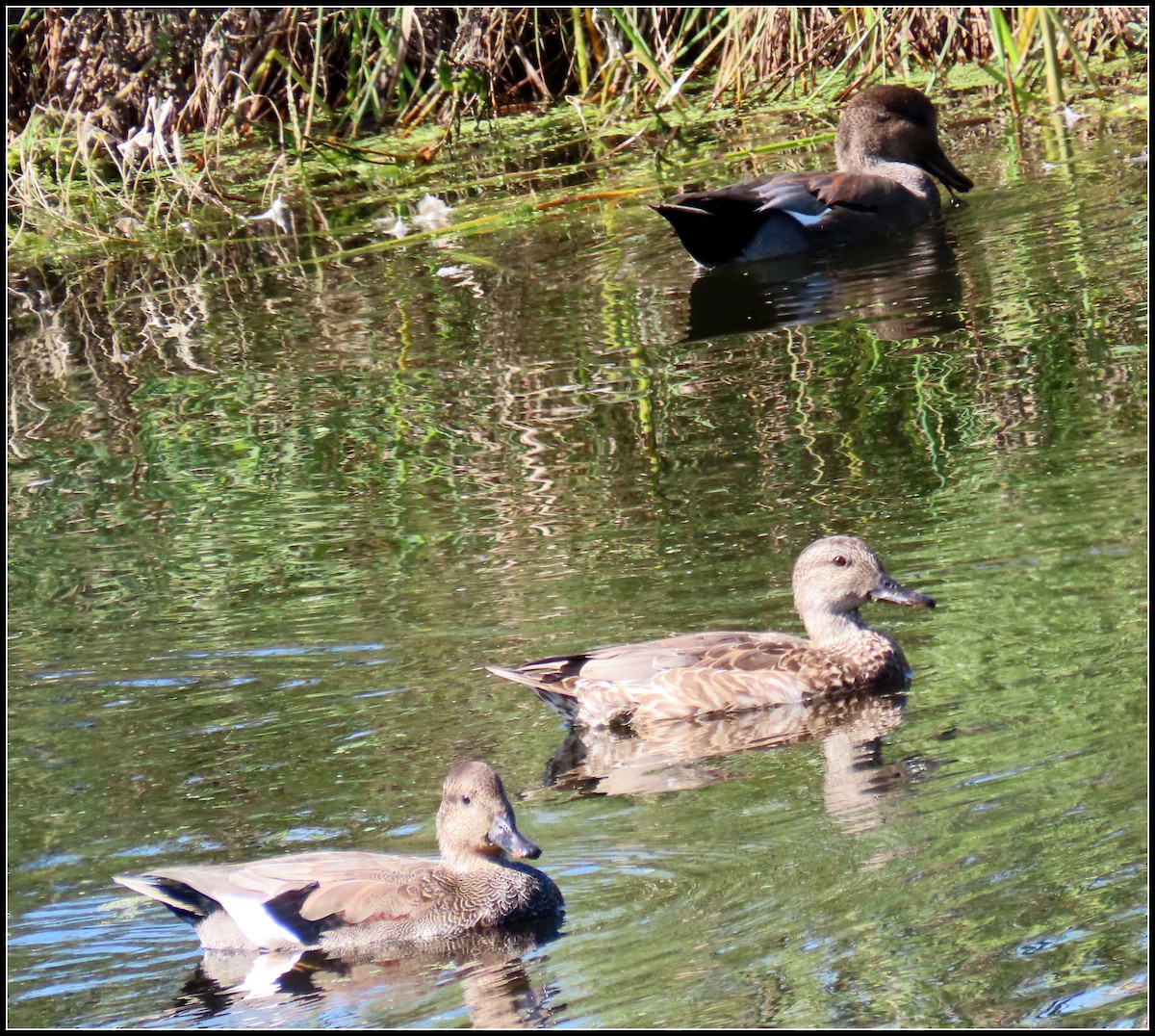 Canard chipeau - ML608773084