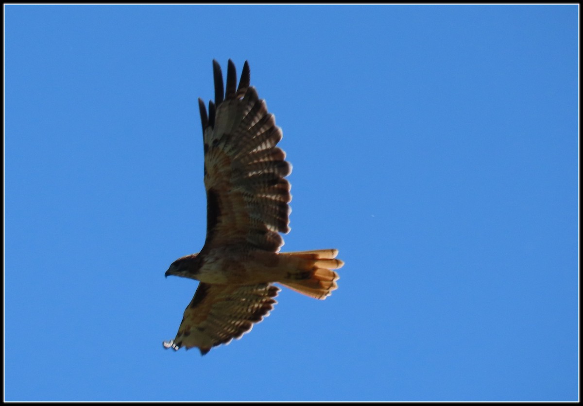 Red-tailed Hawk - ML608773093