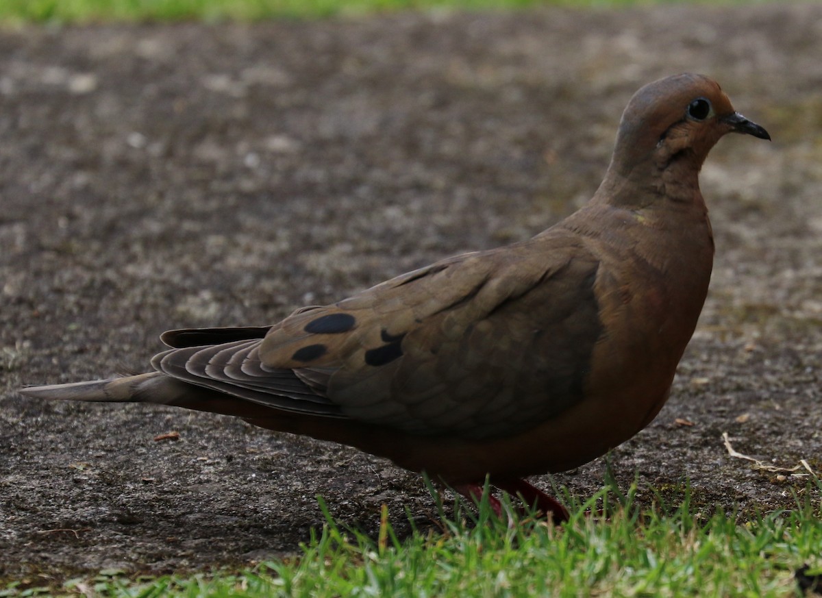 Eared Dove - Don Coons