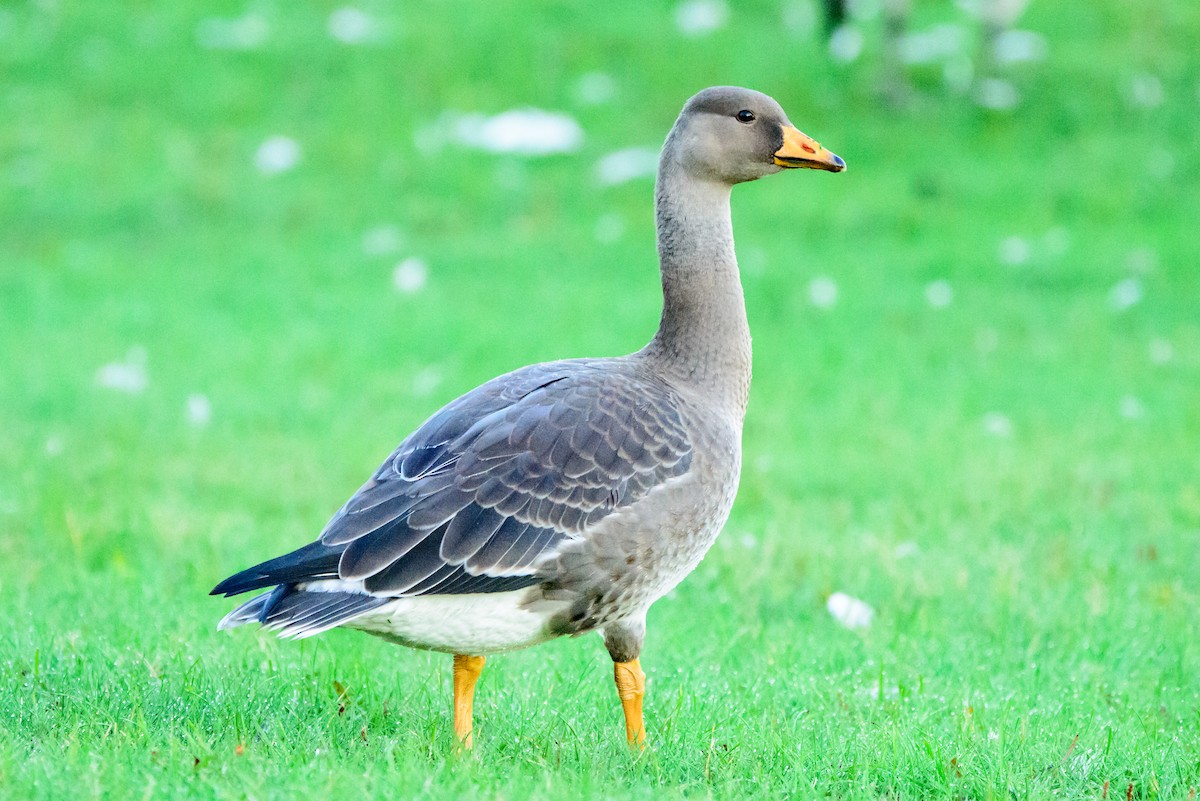 Greater White-fronted Goose - ML608773176