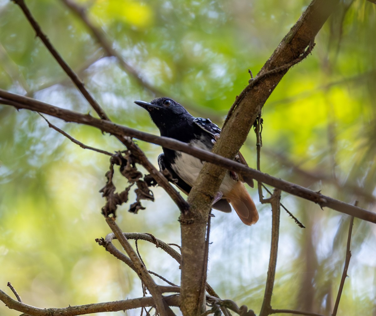 Chestnut-tailed Antbird (hemimelaena) - ML608773907