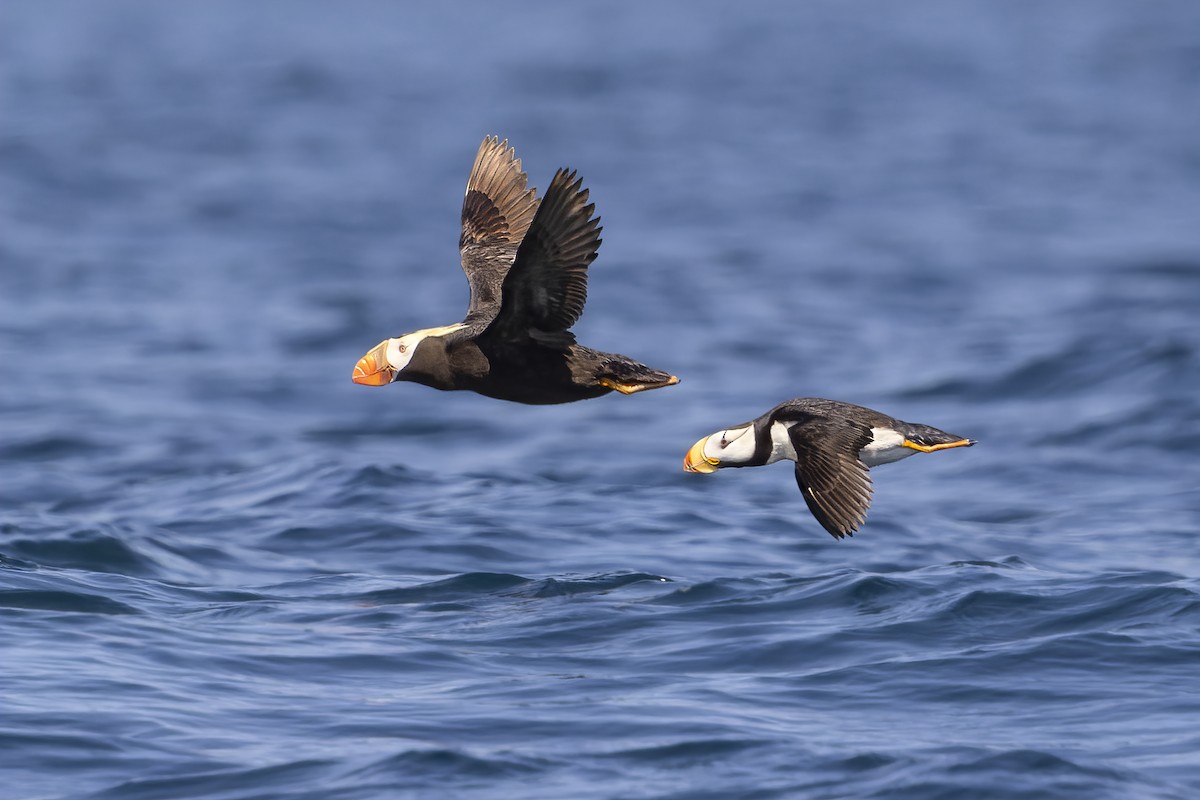 Horned Puffin - ML608773915