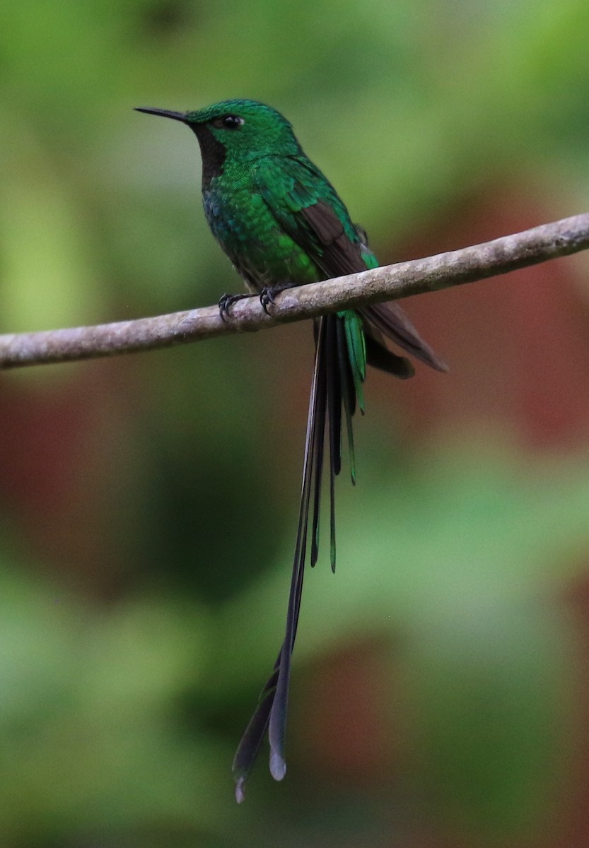 Green-tailed Trainbearer - ML608774073