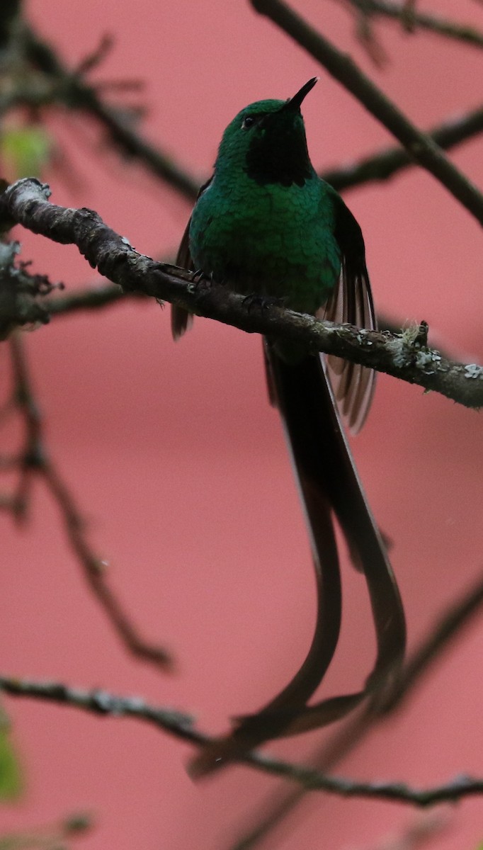 Green-tailed Trainbearer - ML608774096