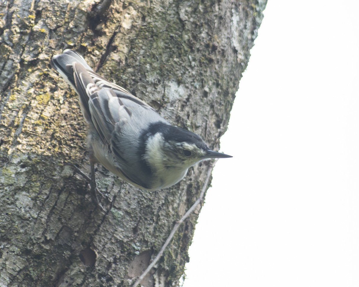 White-breasted Nuthatch - ML608774649