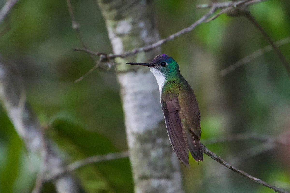 kolibřík azurovotemenný - ML608774922