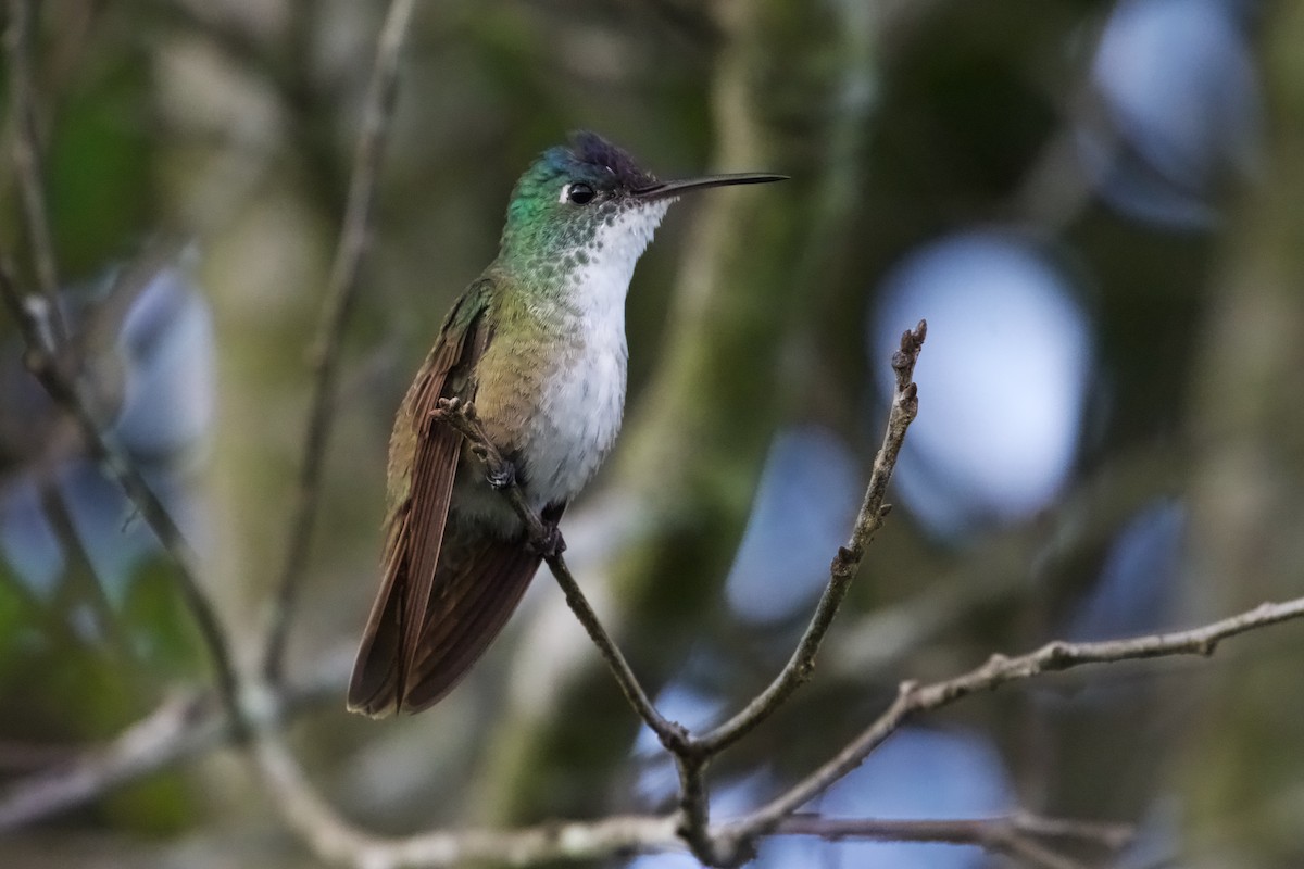 kolibřík azurovotemenný - ML608775085
