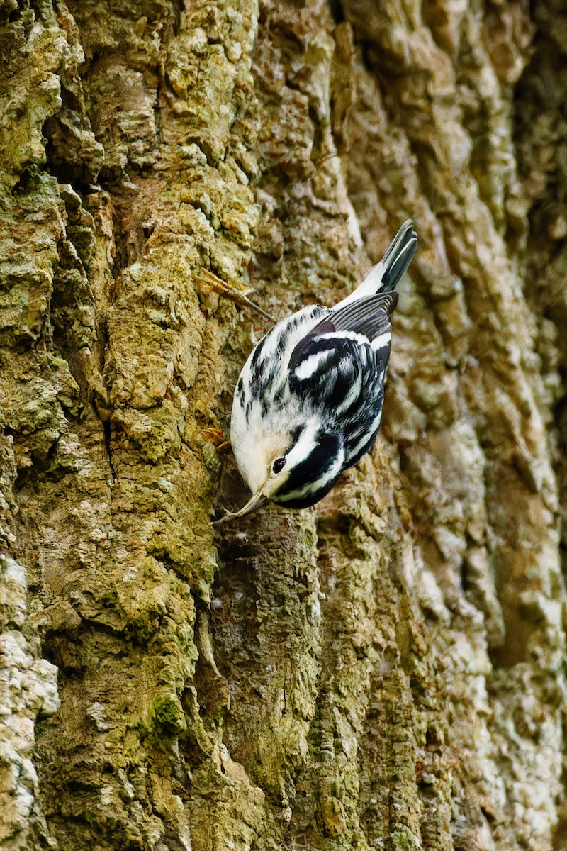 Black-and-white Warbler - ML608775431