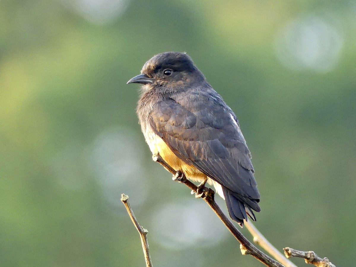 Swallow-winged Puffbird - ML608775514