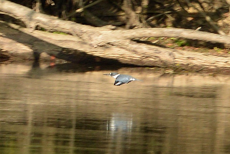 Belted Kingfisher - ML608775738