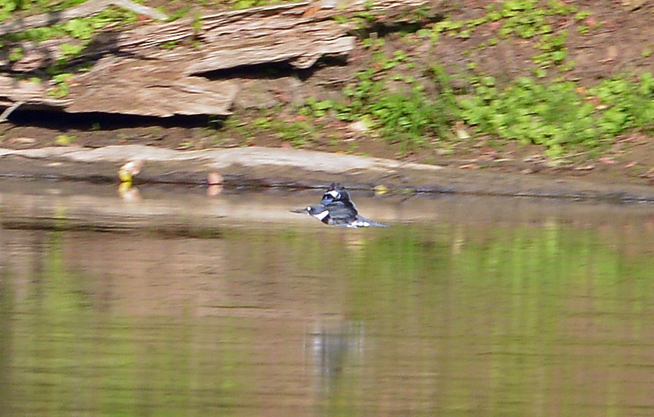 Belted Kingfisher - ML608775739