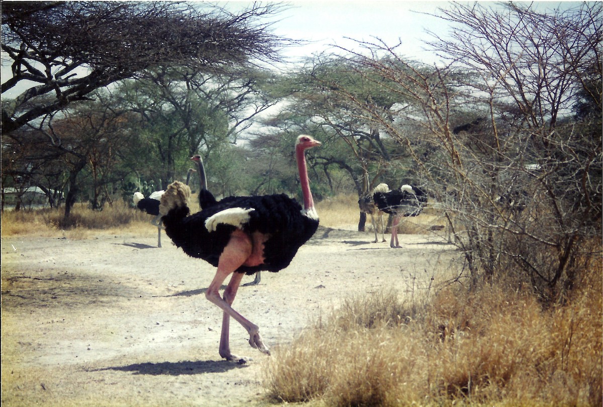 Common Ostrich - Zlatan Celebic