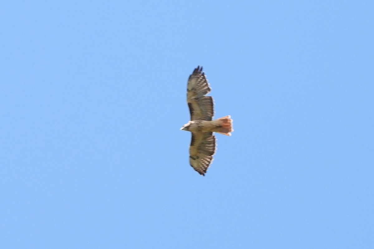 Red-tailed Hawk - ML608775823