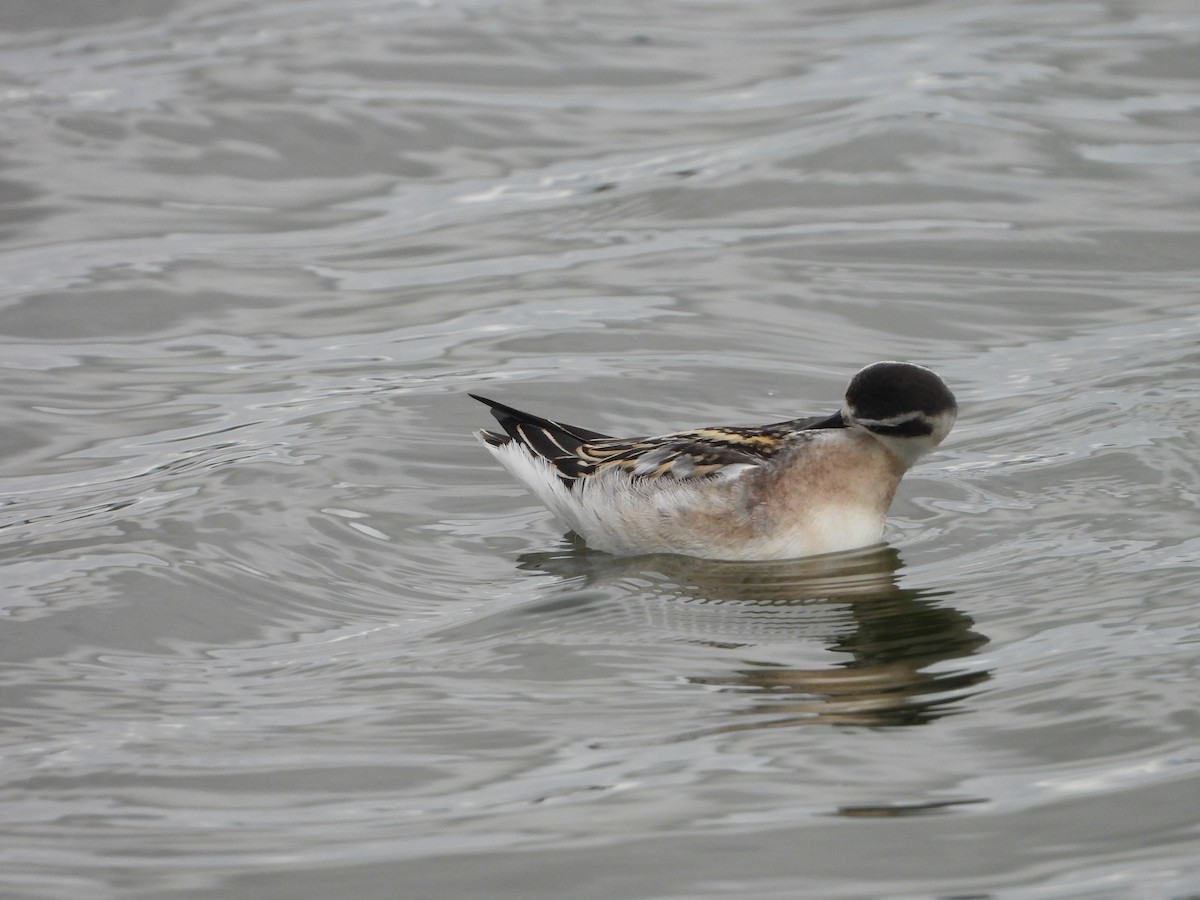 eBird Checklist 10 Sep 2023 BaieduFebvre (station d'épuration