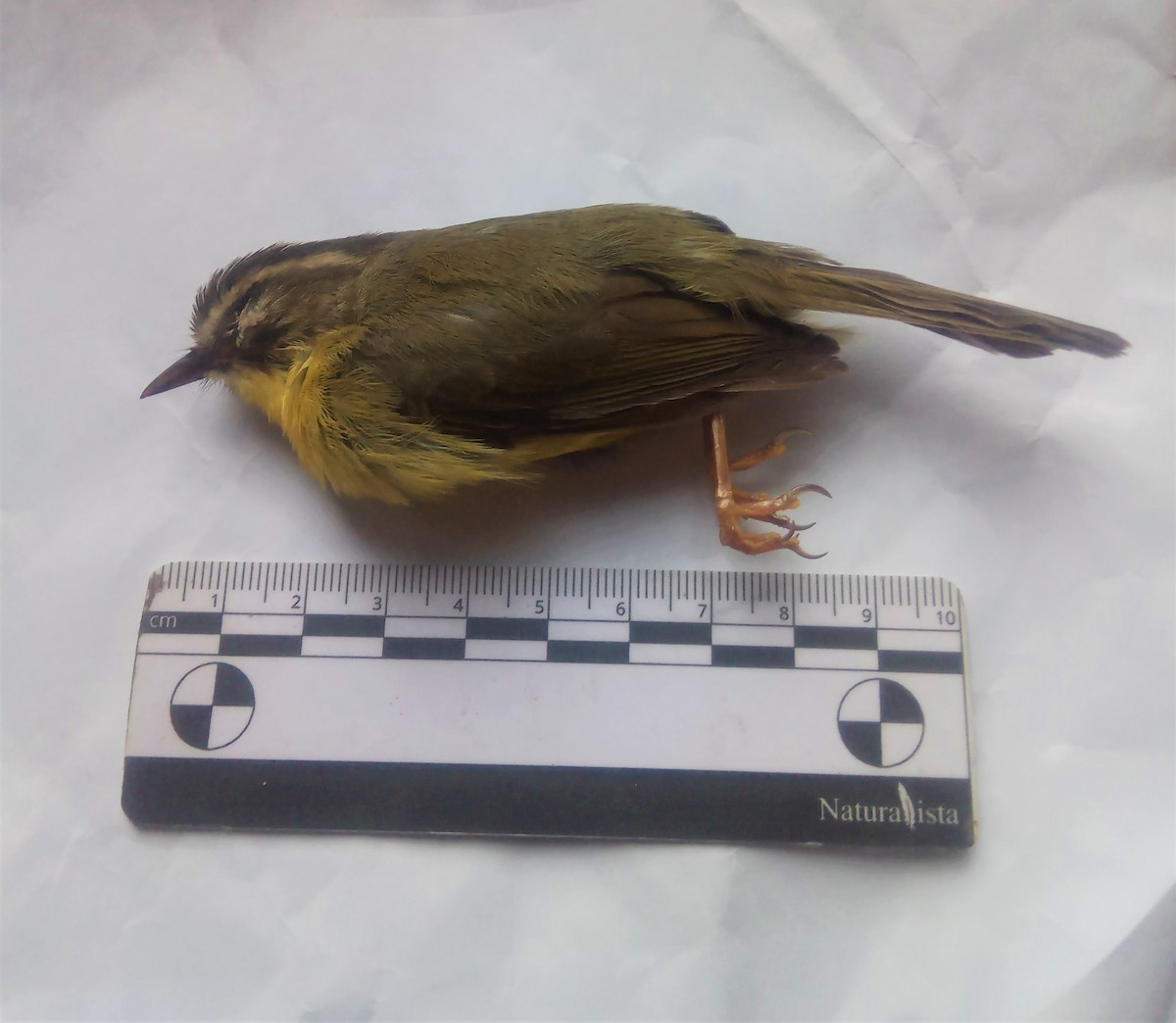 Golden-crowned Warbler - ML608776063