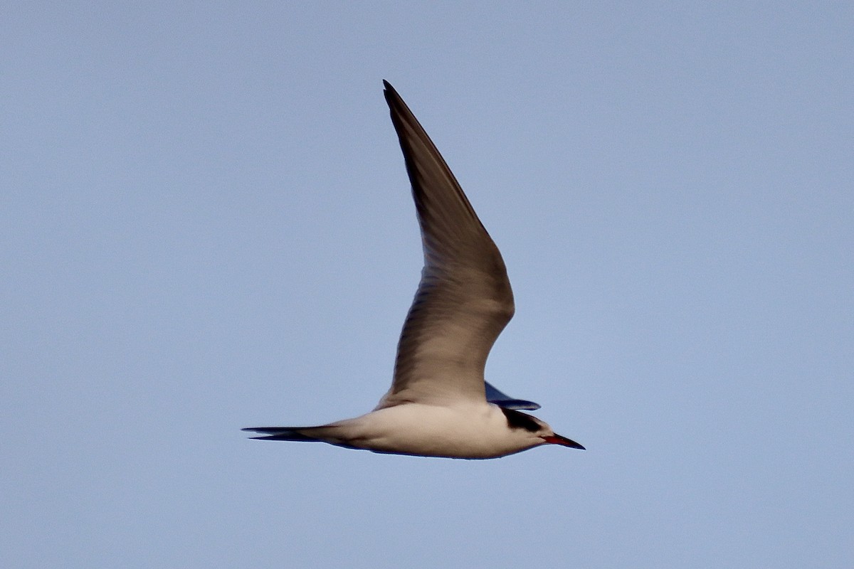 Common Tern - ML608776665