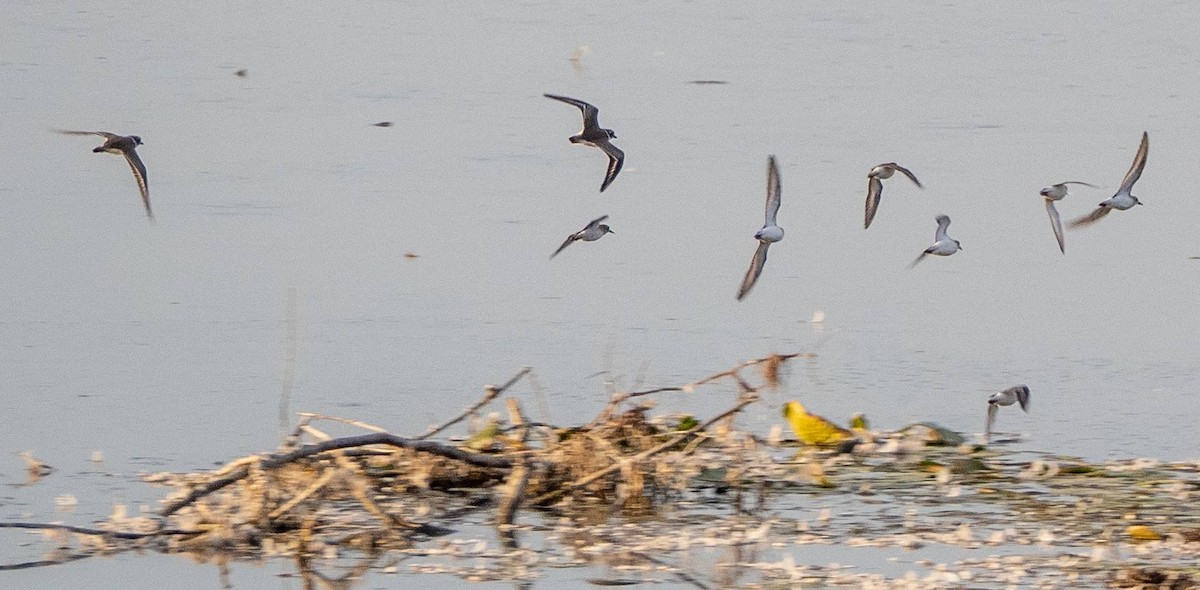 Semipalmated Plover - ML608776807