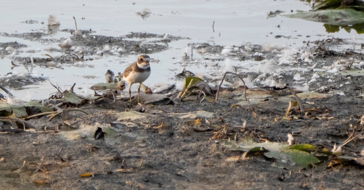 Semipalmated Plover - ML608776809