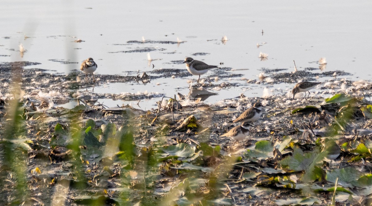 Semipalmated Plover - ML608776812
