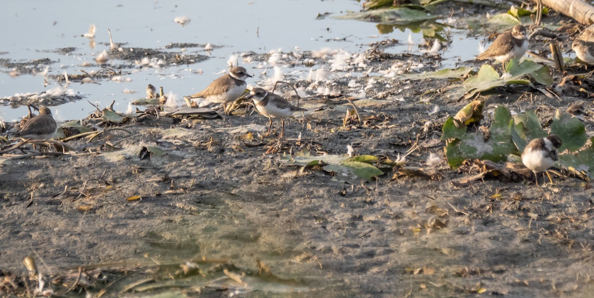 Semipalmated Plover - ML608776813