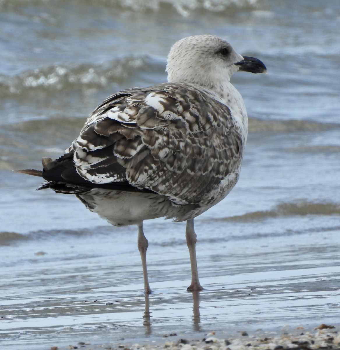 Great Black-backed Gull - robert rogillio