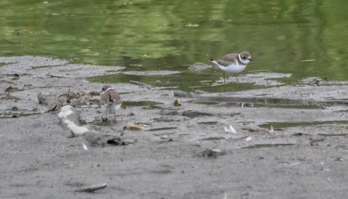 Semipalmated Plover - ML608777062