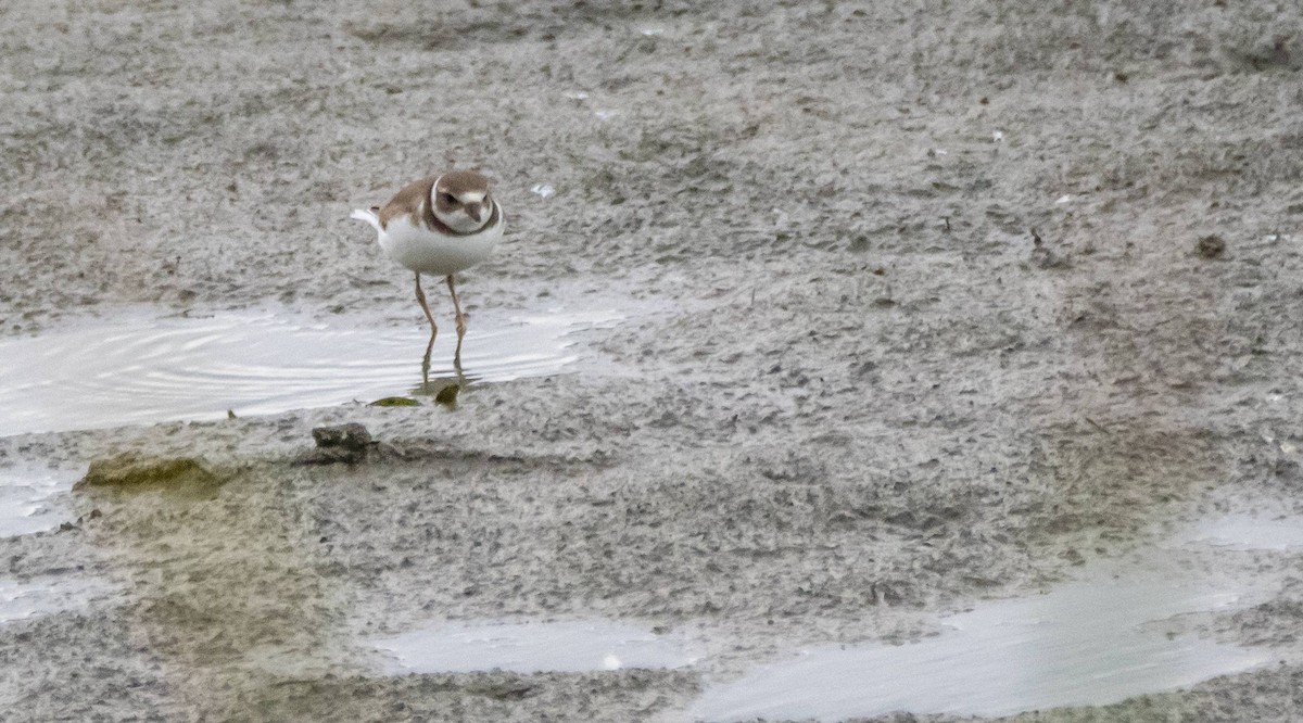 Semipalmated Plover - ML608777064