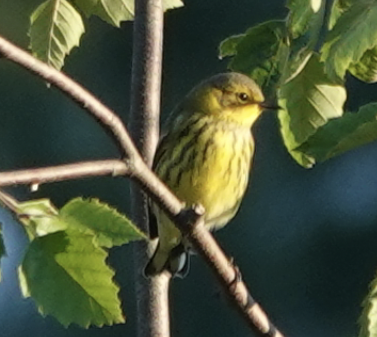 Cape May Warbler - ML608777132