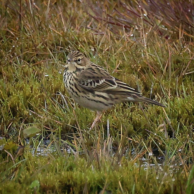 Red-throated Pipit - ML608777201