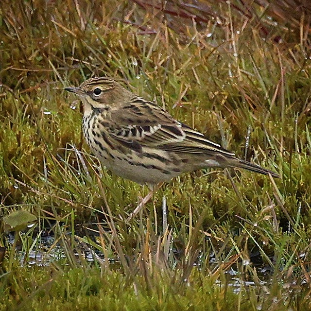 Red-throated Pipit - ML608777202