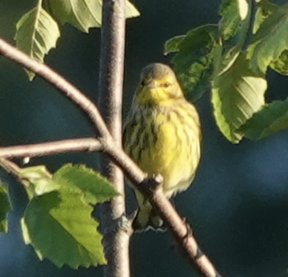Cape May Warbler - ML608777272
