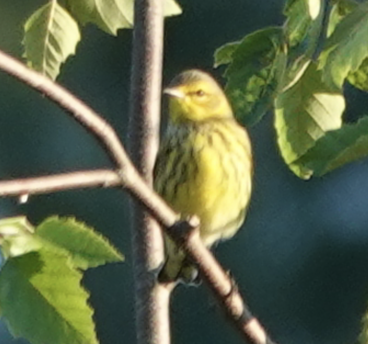 Cape May Warbler - ML608777274
