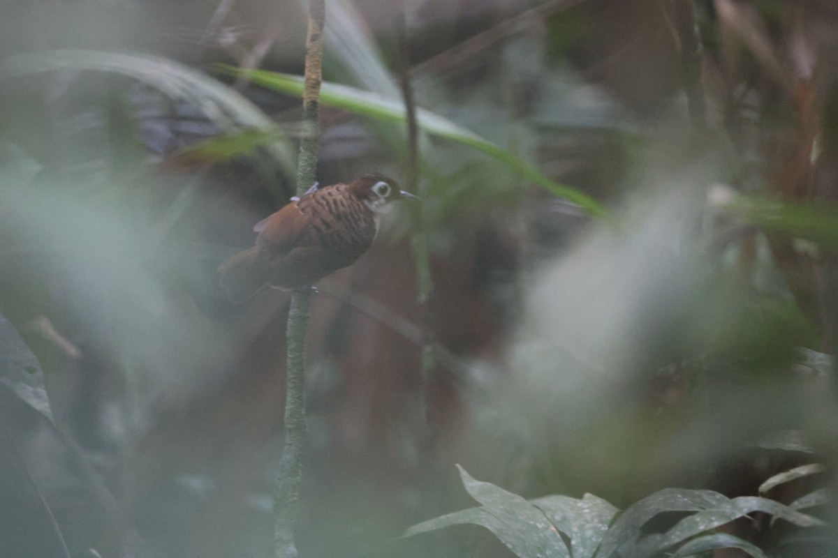 White-breasted Antbird - Huy Truong