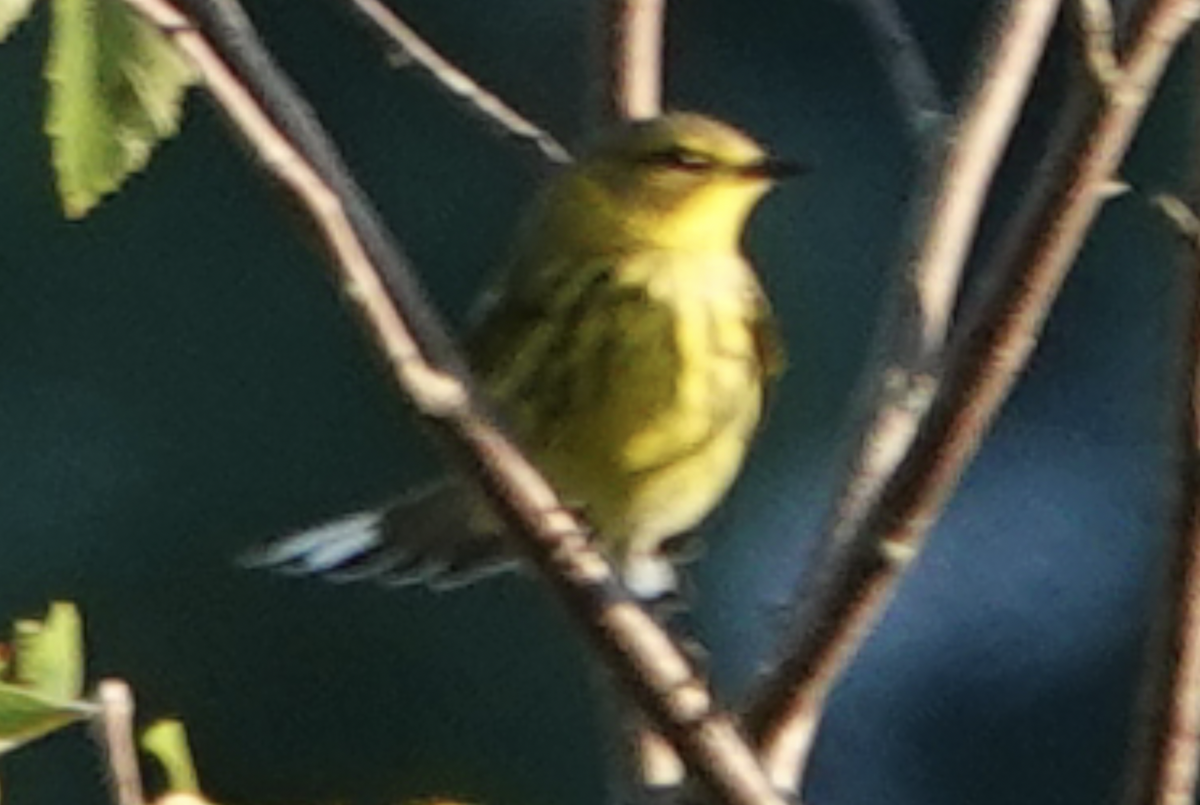 Cape May Warbler - ML608777413