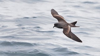 Ashy Storm-Petrel