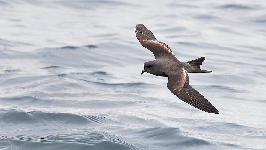 Ashy Storm-Petrel