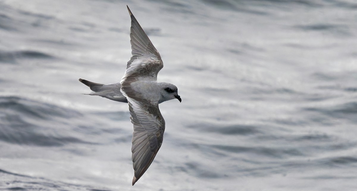Fork-tailed Storm-Petrel - ML608777913