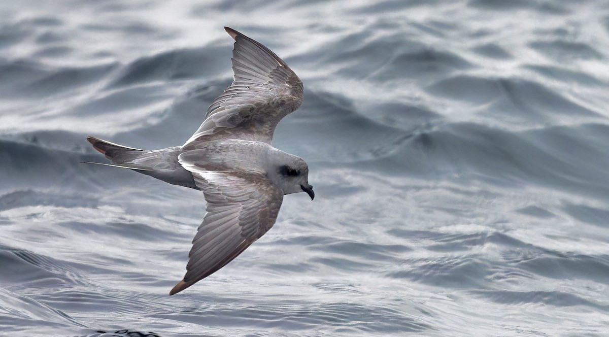 Fork-tailed Storm-Petrel - ML608777914