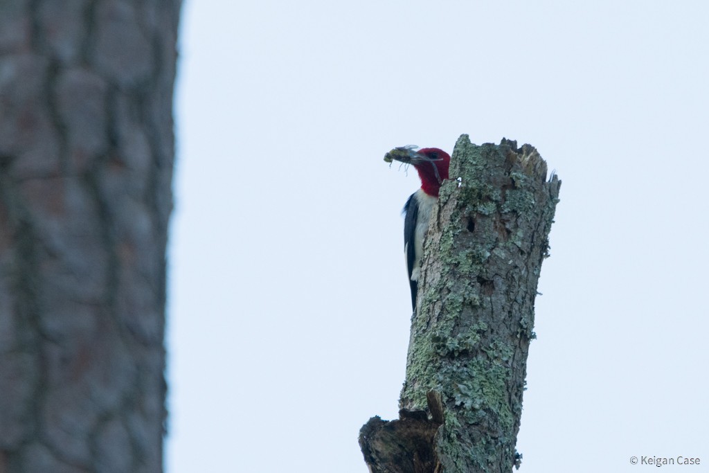 Red-headed Woodpecker - ML608778152