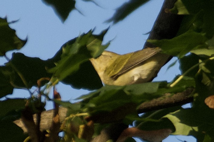 Tennessee Warbler - Bill Reaume