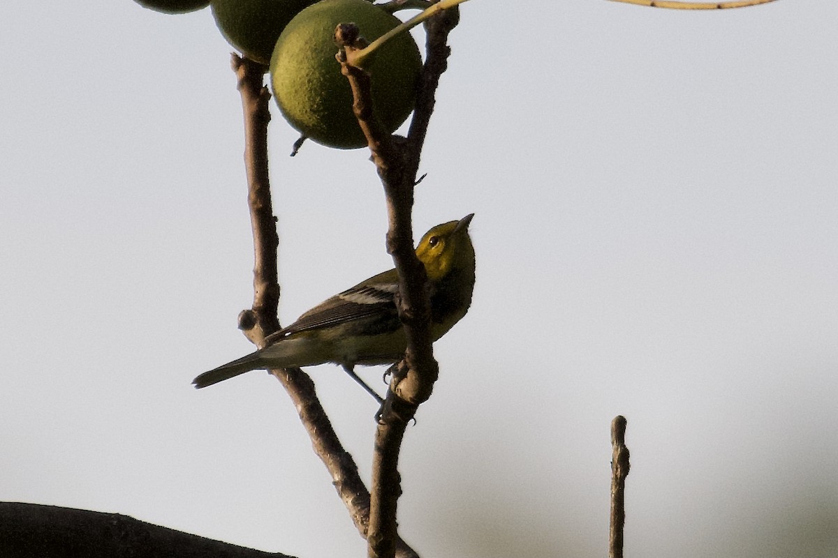 Black-throated Green Warbler - ML608778707