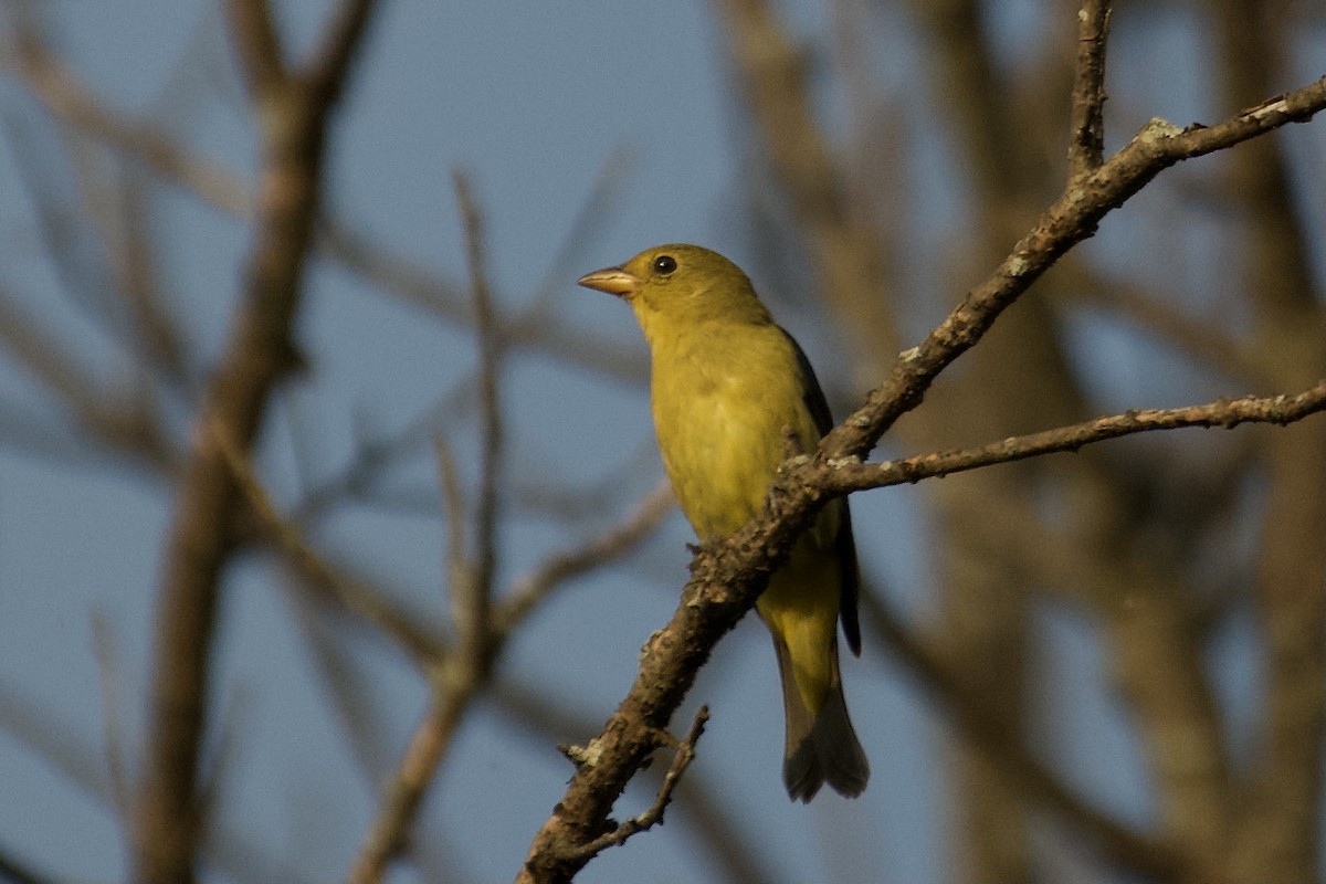 Scarlet Tanager - Bill Reaume
