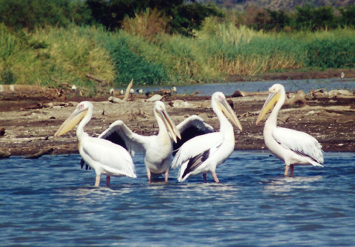 pelikán bílý - ML60877911