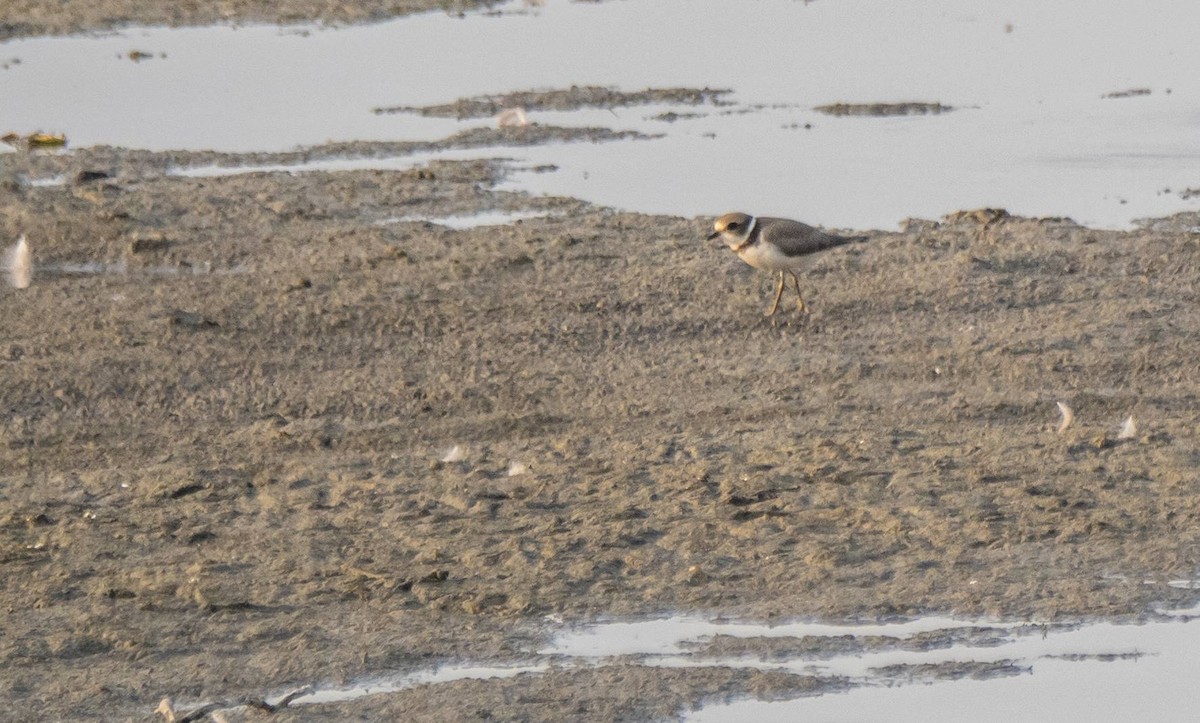 Semipalmated Plover - ML608779152