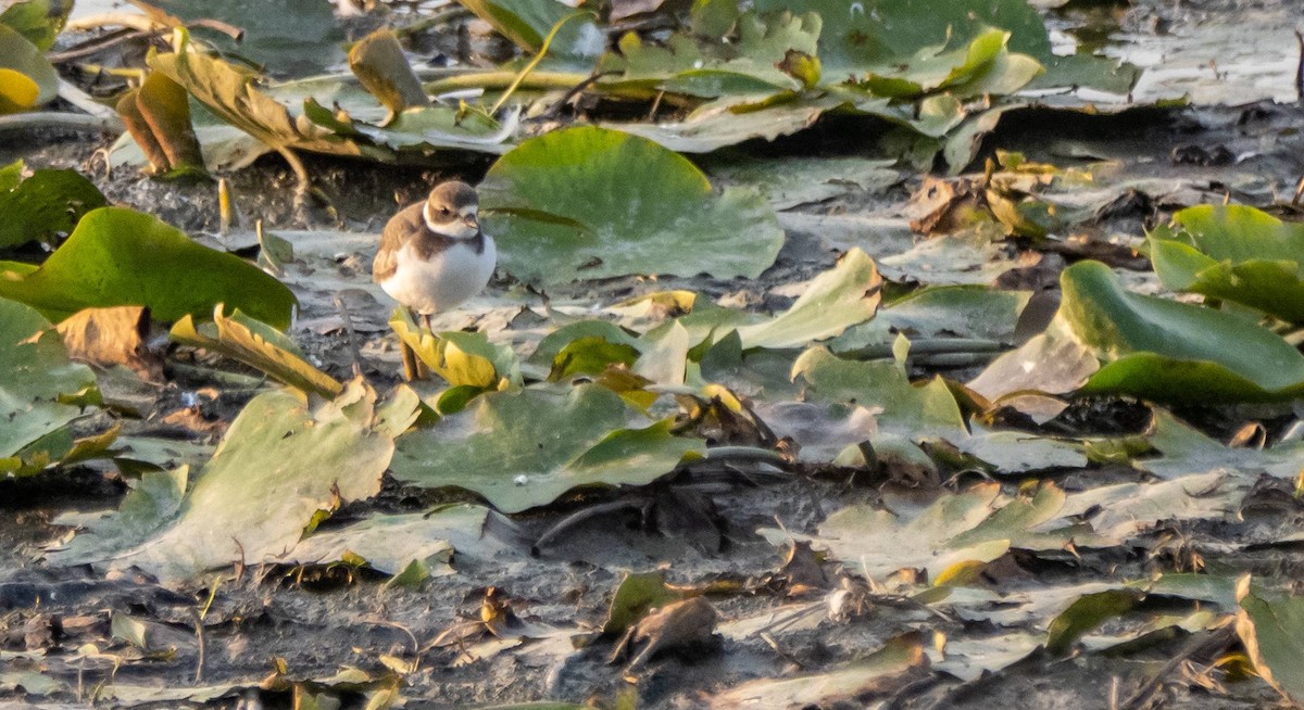 Semipalmated Plover - ML608779153