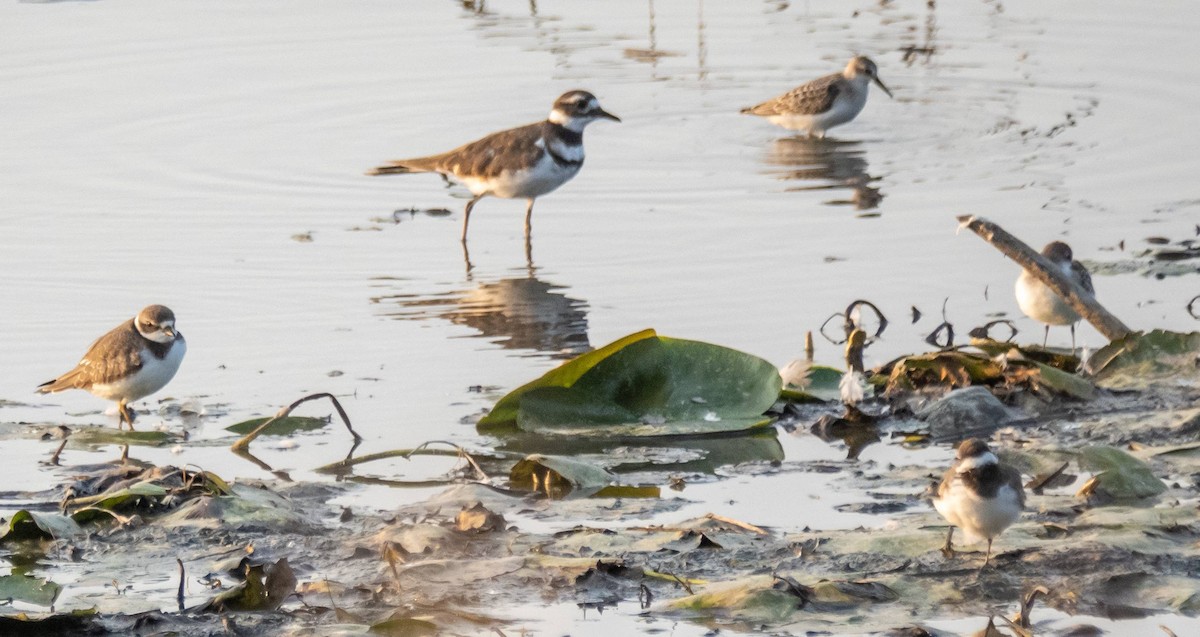 Semipalmated Plover - ML608779154