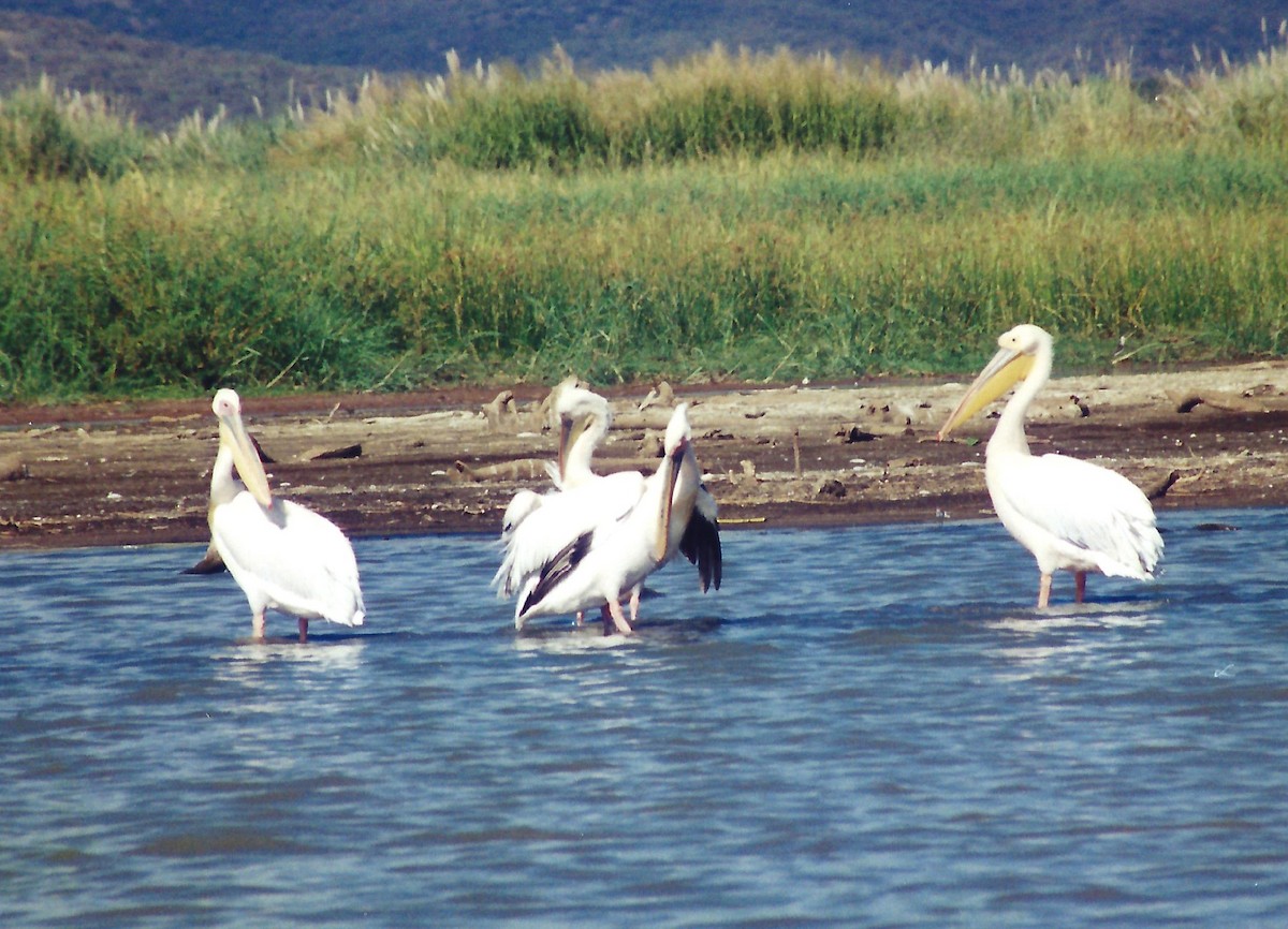 pelikán bílý - ML60877921